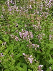 Stachys aspera