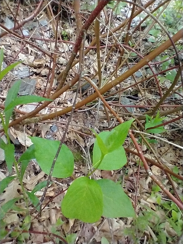 Cornus sericea
