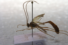 Enicospilus combustus