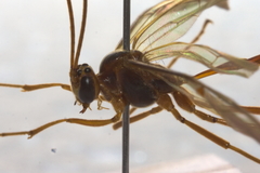 Enicospilus combustus