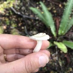 Russula roseopileata