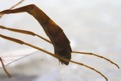 Enicospilus combustus