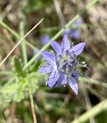 Veronica orsiniana