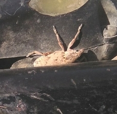 Temnorhinus mendicus