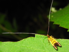 Nemophora staudingerella
