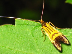 Nemophora staudingerella