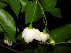 Styrax japonicus