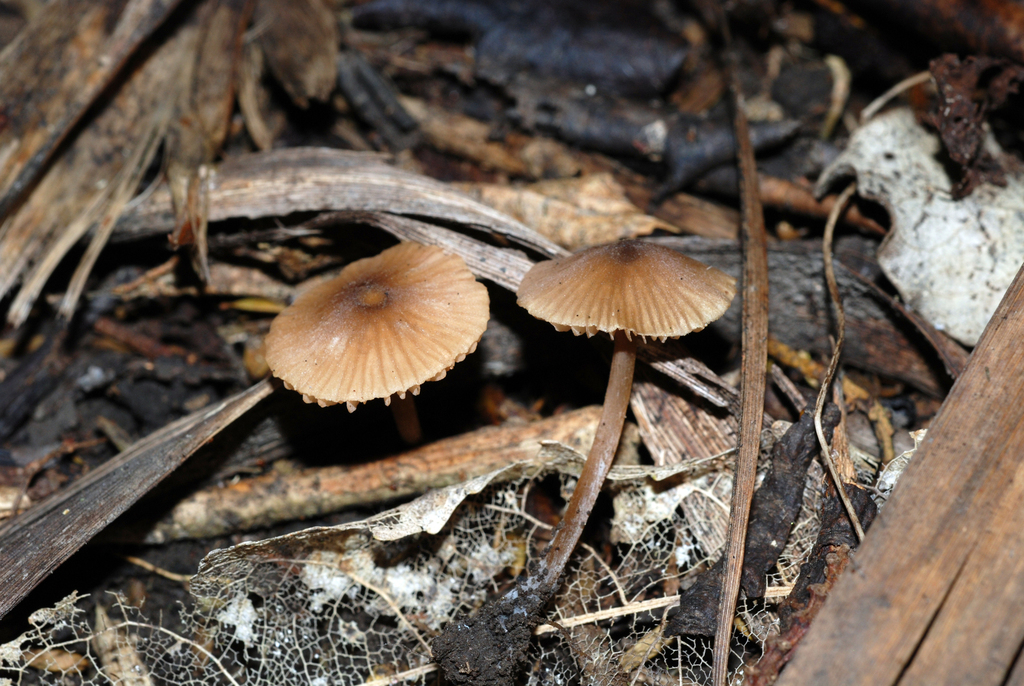 Entoloma aromaticellum