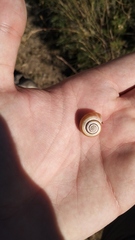 Helicella itala