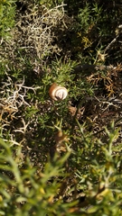 Helicella itala