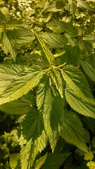 Urtica dioica