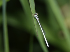 Agriocnemis argentea