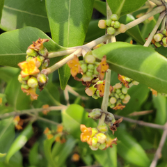 Avicennia marina