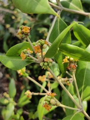 Avicennia marina