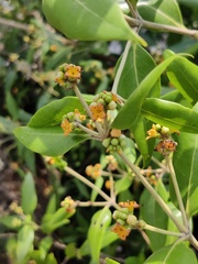 Avicennia marina