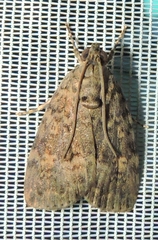 Aucha triphaenoides