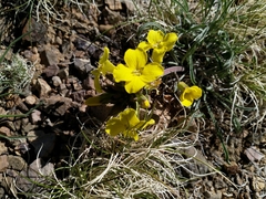 Erysimum flavum altaicum