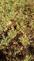 Astragalus sempervirens