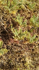 Astragalus sempervirens