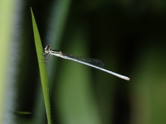 Agriocnemis argentea