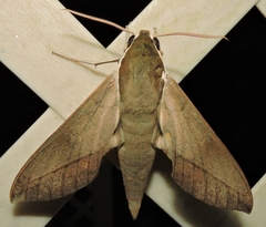 Theretra indistincta