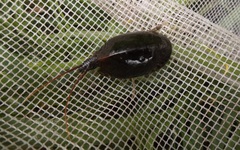 Lepidurus apus