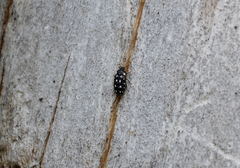 Paranovelsis punctatus