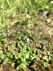 Veronica serpyllifolia