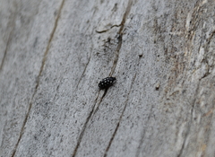 Paranovelsis punctatus