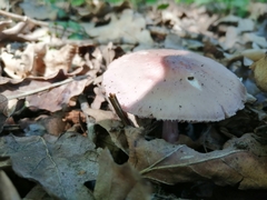Russula cyanoxantha