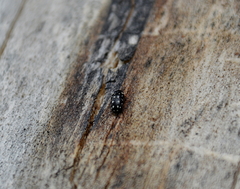 Paranovelsis punctatus