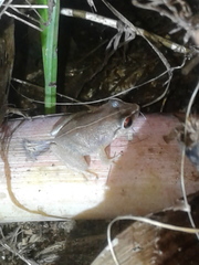 Eleutherodactylus antillensis