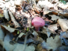 Russula cyanoxantha