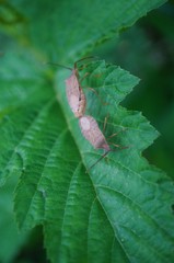 Homoeocerus dilatatus