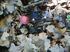Russula cyanoxantha
