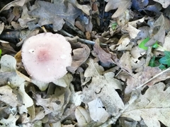 Russula cyanoxantha