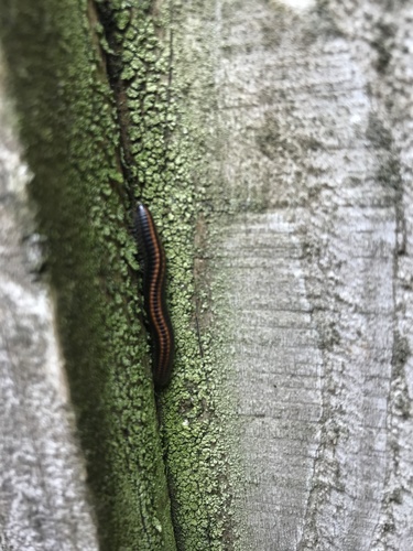 Striped Millipede photo 3