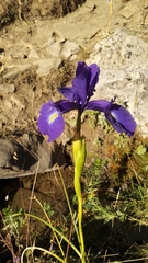 Iris latifolia