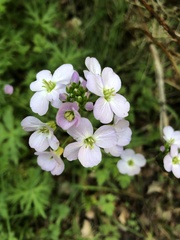 Cardamine pratensis