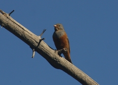 Emberiza caesia