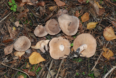 Lactarius glyciosmus