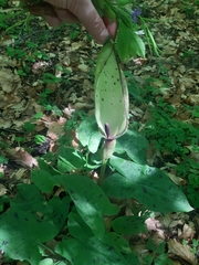 Arum cylindraceum