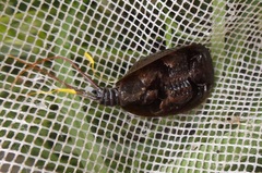 Lepidurus apus