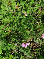 Erodium cicutarium