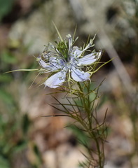 Nigella elata