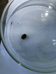 Ancylus fluviatilis