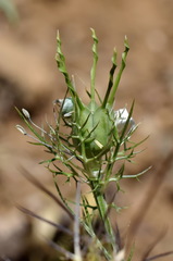 Nigella elata