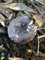 Russula lenkunya
