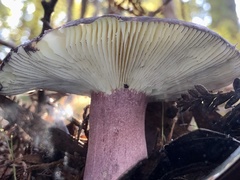Russula lenkunya