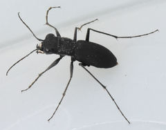 Dromochorus belfragei
